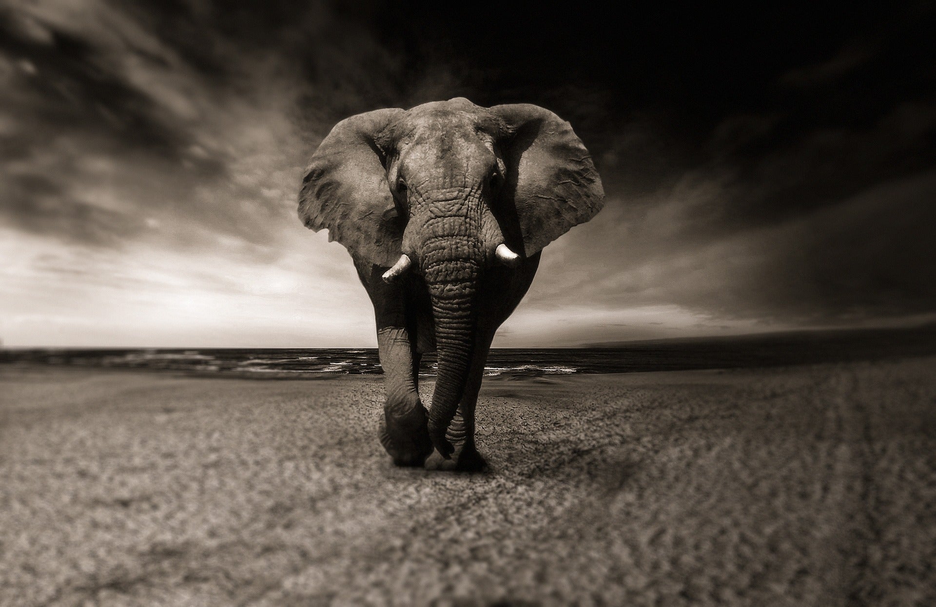 elephant majestic brave independent live manifest growth positive vibes good vibes positivity grateful happiness kindness be kind be great Mindset Manifest